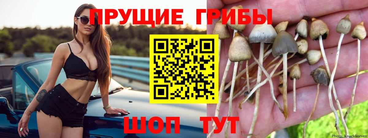 Фролово  хочу наркоту  Вход с VPN  Псилоцибиновые грибы Psilocybe 
